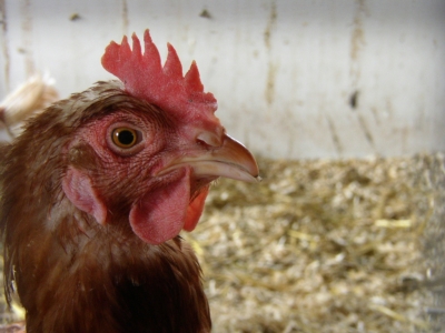 Primo piano di gallina