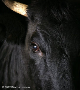 Primo piano di un manzo