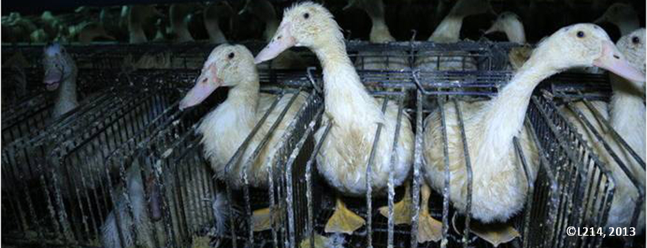 Vegetariano / Vegano. Anitre-in-gabbie
