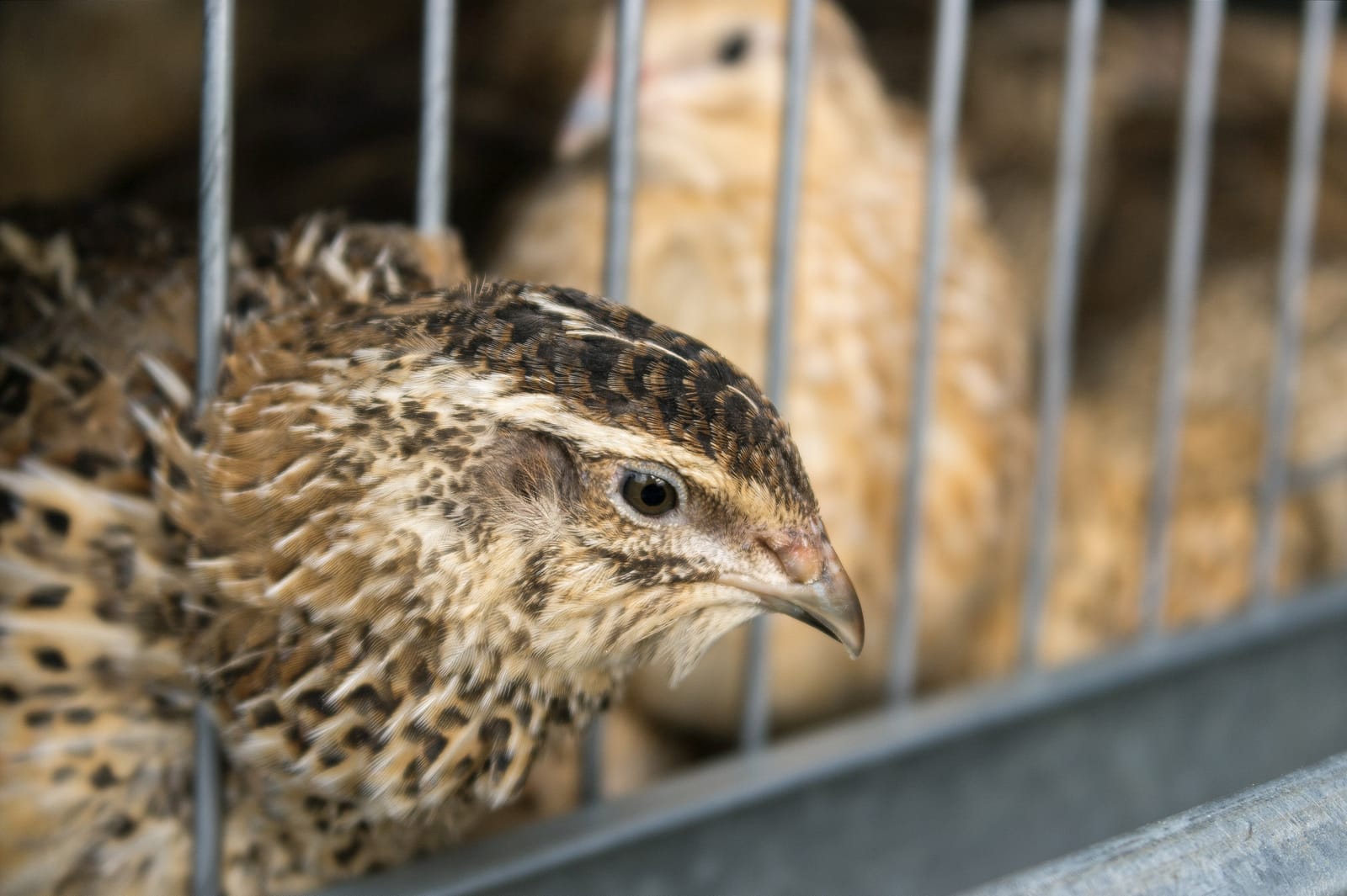 VIDEO: Quaglie: la vita in gabbia di un uccello allevato per scopi  alimentari