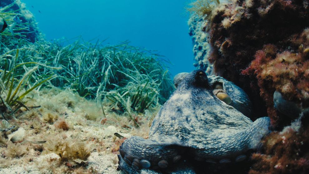 Un polpo adagiato su un fondale marino.
