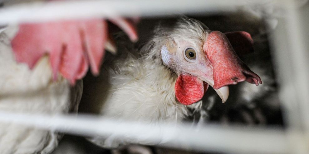 Galline ammassate in una gabbia in un allevamento.