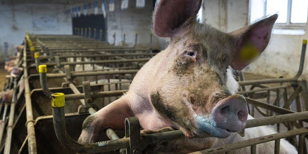 scrofa in una gabbia di gestazione da cui cerca di uscire.