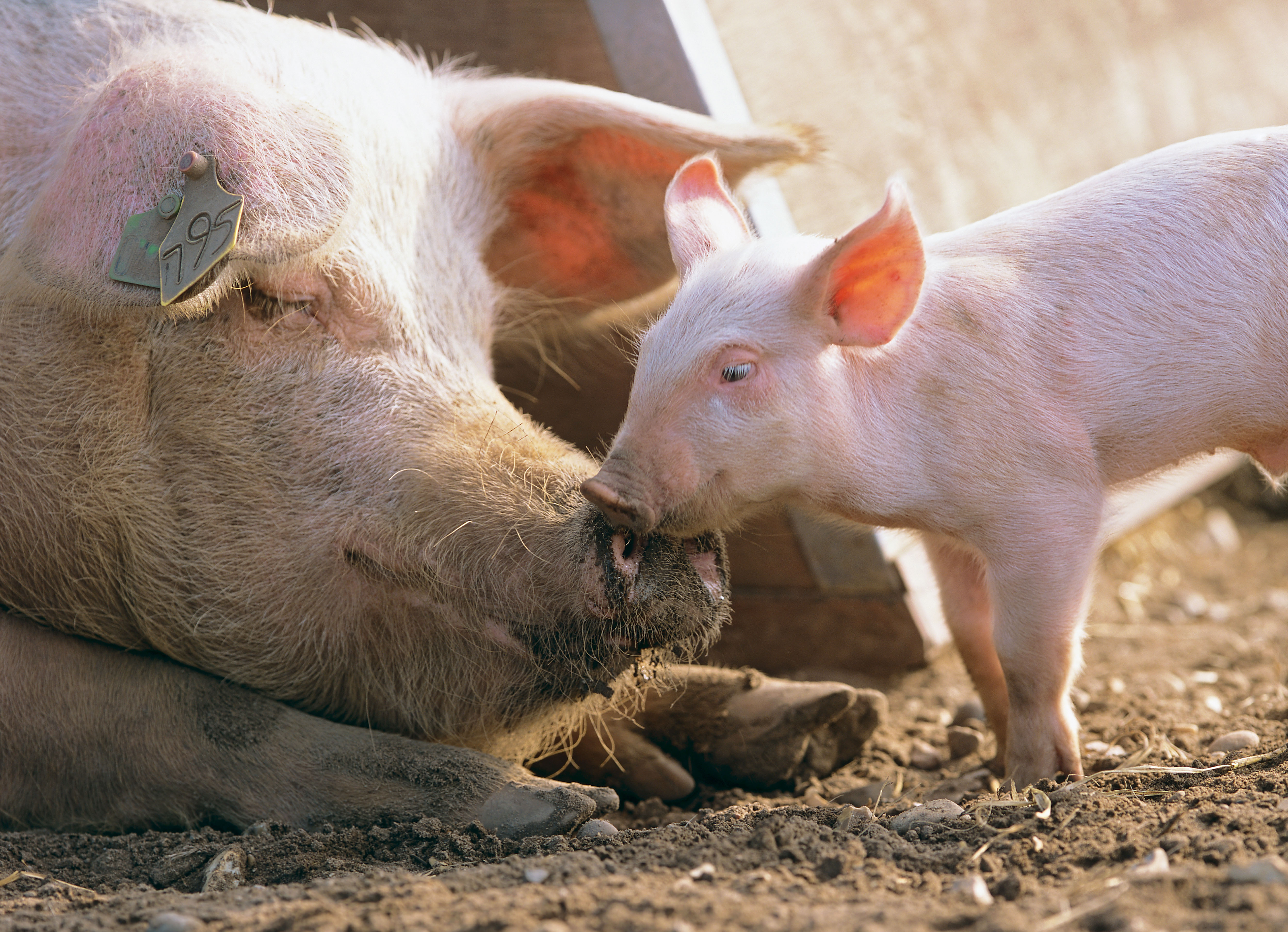 LA VARIE TIPOLOGIE DI ALLEVAMENTI DI SUINI IN ITALIA | Il Mondo Degli - Foto 6