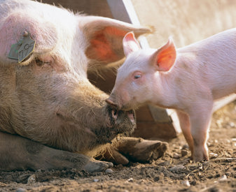 LA VARIE TIPOLOGIE DI ALLEVAMENTI DI SUINI IN ITALIA | Il Mondo Degli - Foto 6