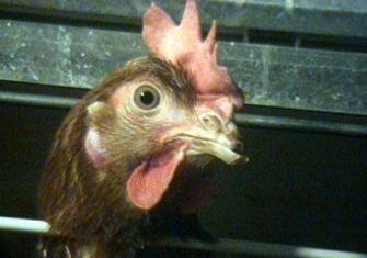 Galline con il becco tagliato