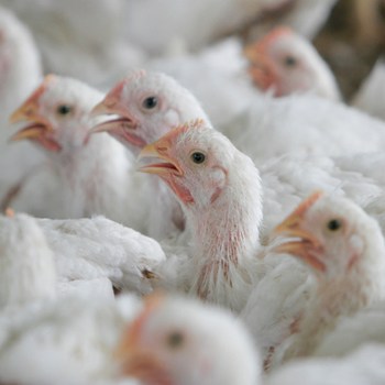 Influenza aviaria: è urgente riformare il settore avicolo
