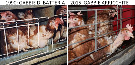 Galline in gabbia