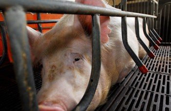 Scrofa in gabbia