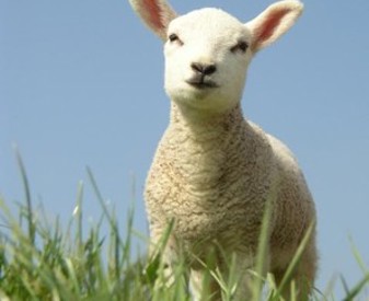 Lamb_JPG.jpg