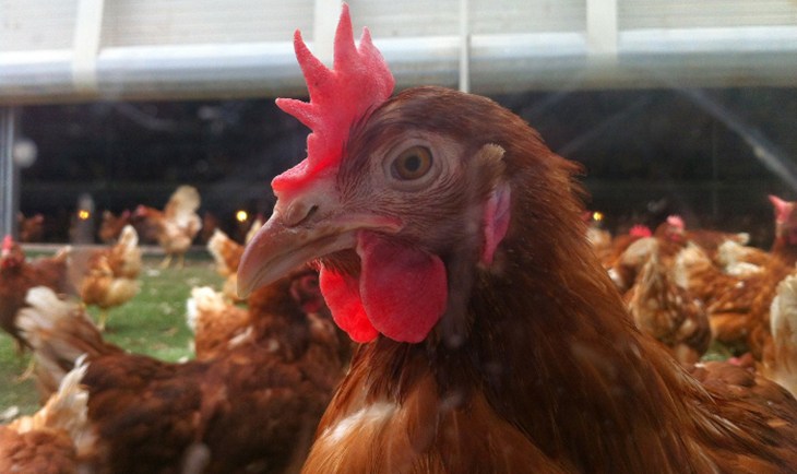 galline_camst.jpg