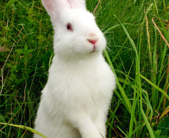 bigstock-Cute-White-Rabbit-Standing-on--8100167.jpg