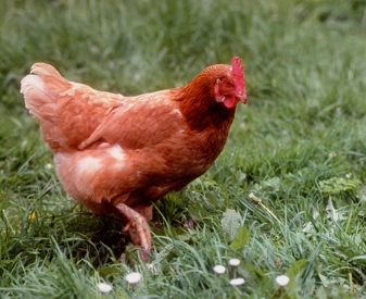 Laying_hens_free_range44_c_Colin_Seddon_CIWF_sl033misc_.jpg