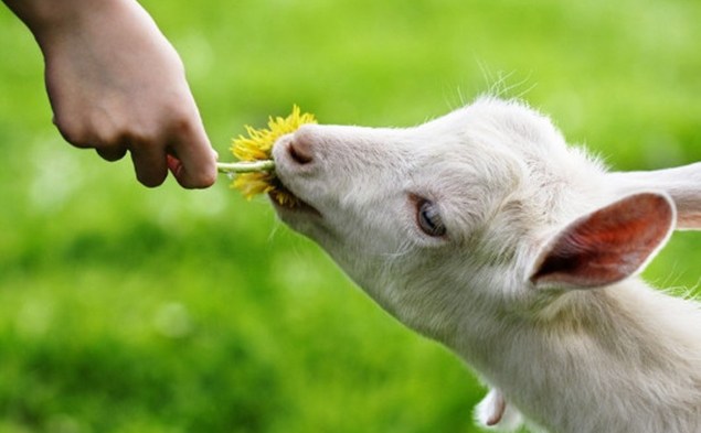 capretta mangia un fiore dalle mani di una persona, all'aperto