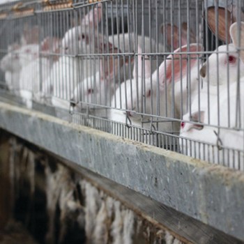 End the Cage Age, l’UE si rimangia la parola?