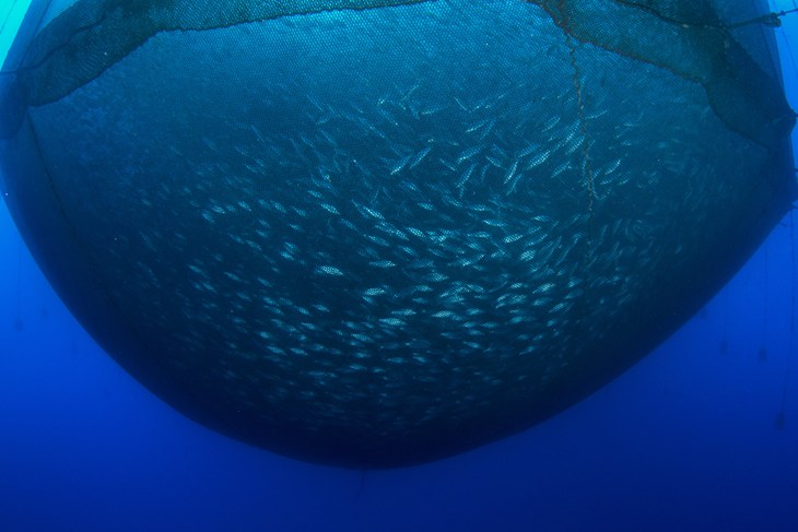 rete piena di pesci in un allevamento sottomarino vista dal basso