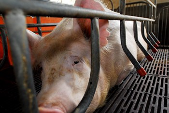 Scrofa allevata intensivamente in gabbia