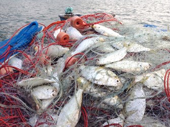 Catch Of Herrings In Fishing Net