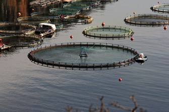 Fishing Farms