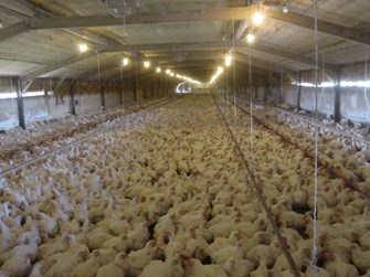 AW Major Overcrowding