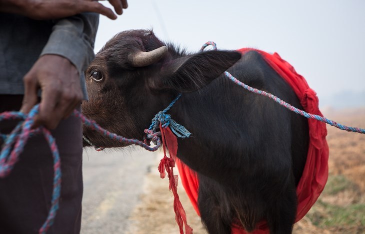 Gadhimai 2019