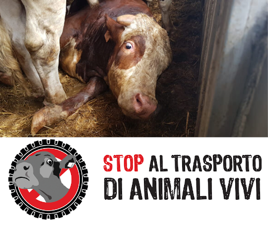 Settimana contro il trasporto di animali vivi
