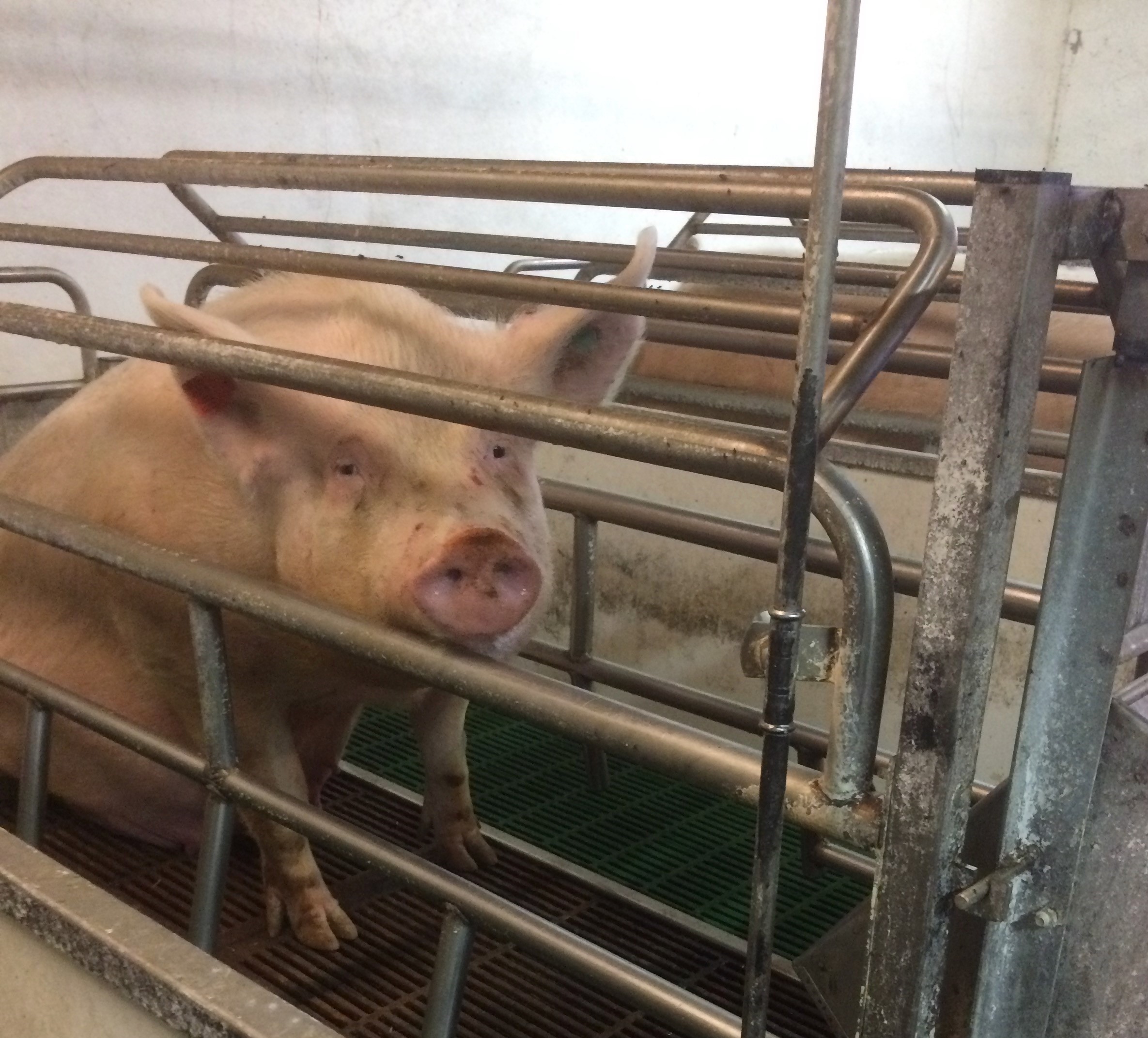 una scrofa in gabbia