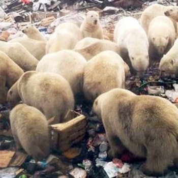Polar Bears Photographed On The Rubbish Dump In Novaya Zemlya Credit The Siberian Times 600X319