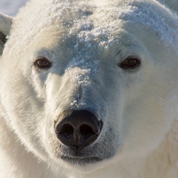 Pplar Bear For Int Polar Bear Day Credit Sbthegreenman