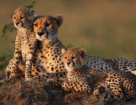 Mother Cheetah With Two 2 Month Old Cubs On A Termite Mound In The Masai Mara Credit GP232