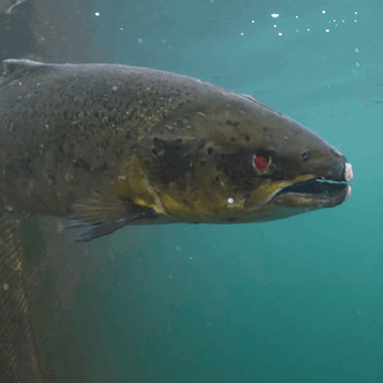 Salmon in fish farm pen suffering with eye damage and lice infestation