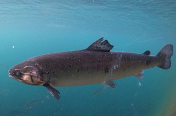Salmon With Sea Lice Attached To Skin 1429X946© Compassion In World Farming