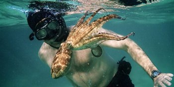 My Octopus Teacher Image 600X300