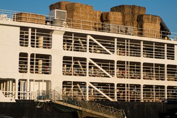 Nave cargo con animali a bordo