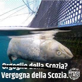 Investigazioni