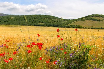 Fiori selvatici nei pressi di un campo di cereali in Italia | Foto: Philip J. Lymbery
