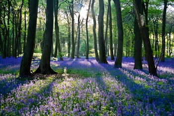 Campanule, Sussex