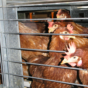 Più spazio e stop alle gabbie: l’EFSA si esprime su polli e galline