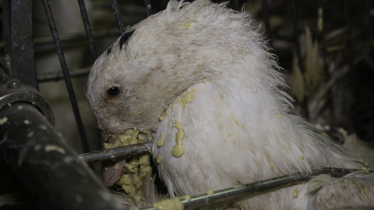 un'anatra dopo aver subito l'alimentazione forzata, cibo le fuoriesce dal becco, appare in terribili condizioni. Credit: L214 - Ethique & Animaux