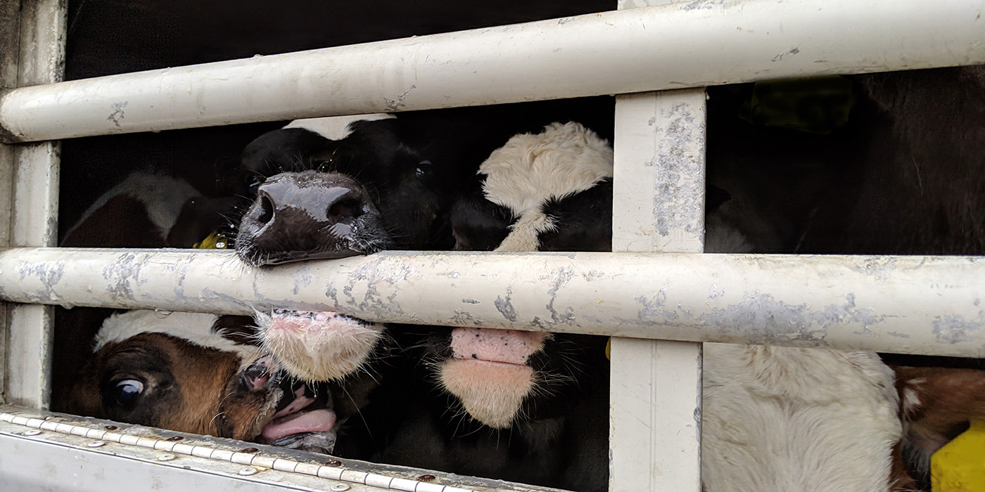 trasporto di animali vivi