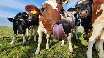 Hollis Mead Organic Dairy | Credit: Hollis Mead