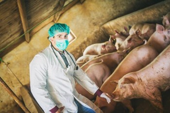 Un lavoratore con mascherina chirurgica in un allevamento intensivo