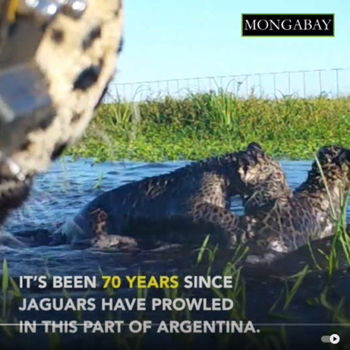 Giaguari reintrodotti nelle paludi argentine dopo 70 anni