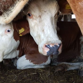Le norme UE non tutelano gli animali durante il trasporto, dice l'EFSA