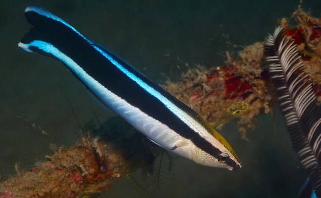 pesce pulitore