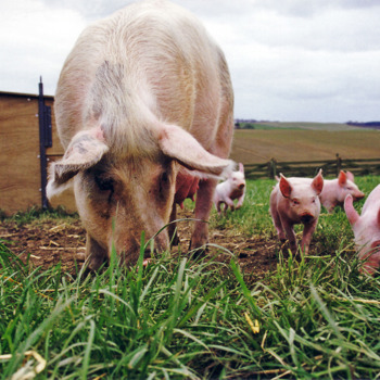 Benessere animale, ministri UE sostengono una revisione ambiziosa