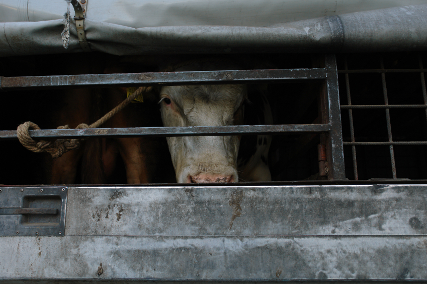 L'UE presenta la bozza di nuovo regolamento sul trasporto di animali vivi,  le associazioni: non basta